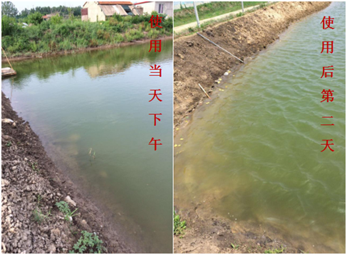 肥水困難、藻類(lèi)缺乏處理前后效果